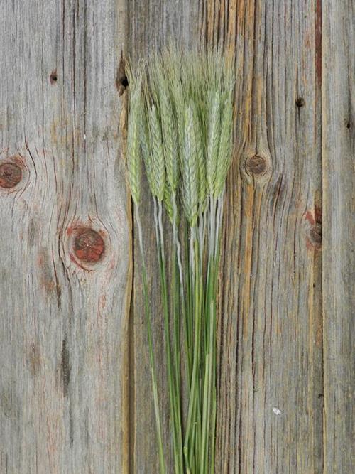 WHEAT GRASS   GREENS